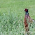 pheasant_manan_h_0471_can3757.jpg